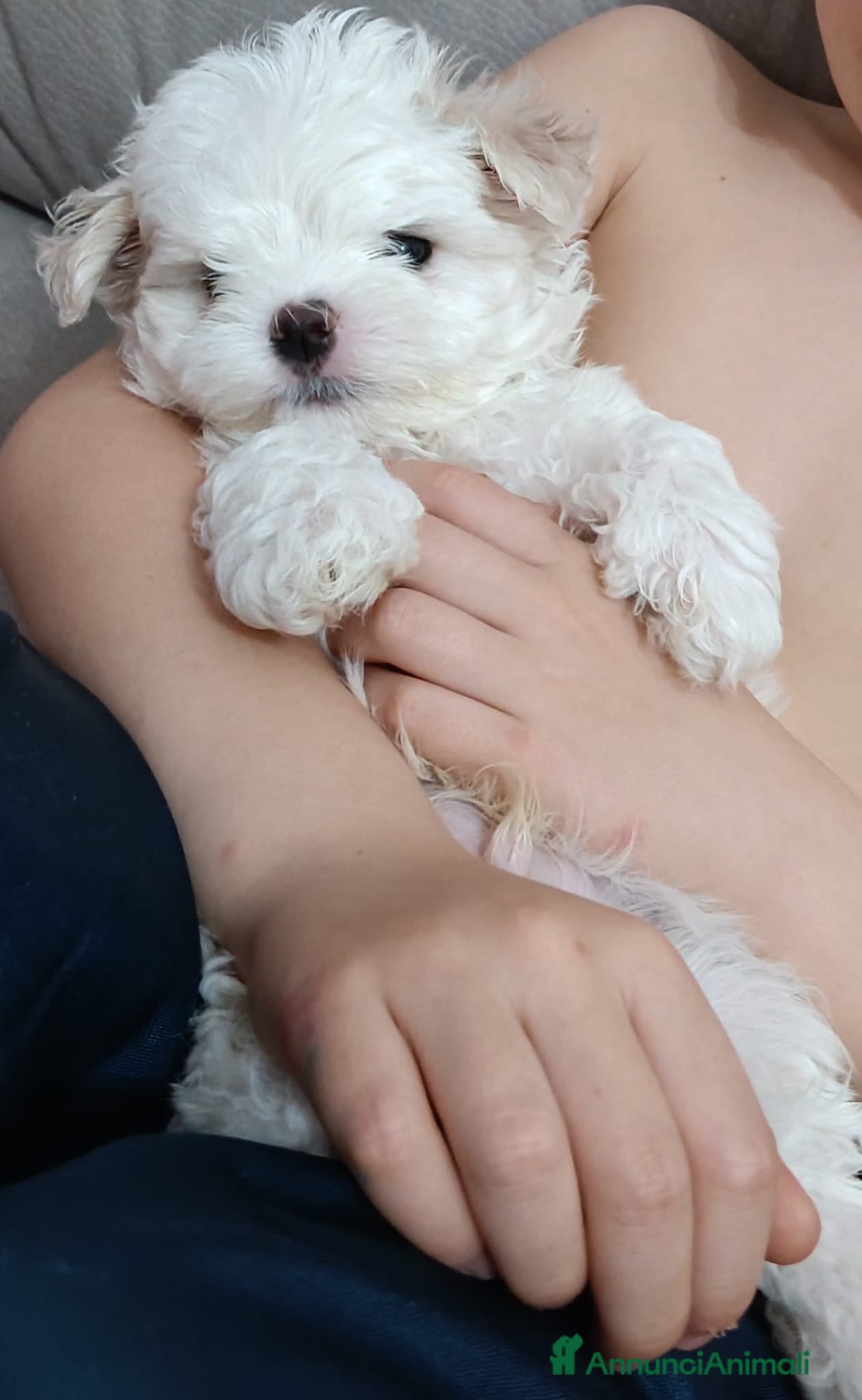 Maltese cani Cucciolo maschio Maltese - Annuncio 1