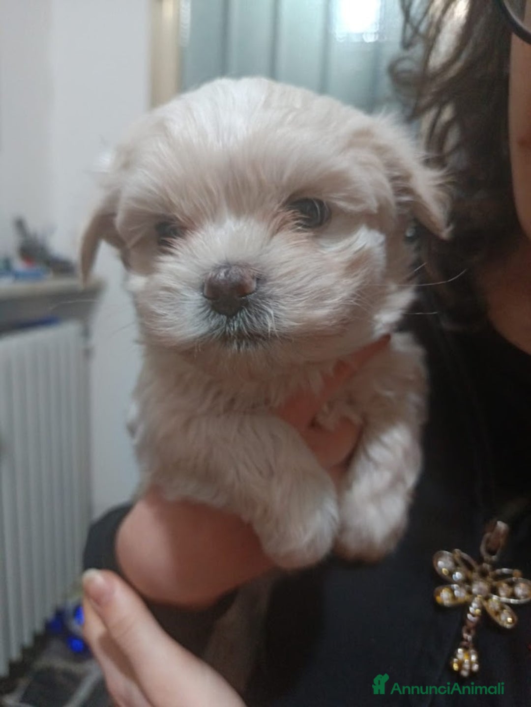 Maltese cani in vendita: Maltese cucciolo genitori con pedigree ENCI - Annuncio 1