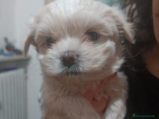 Maltese cani Maltese cucciolo genitori con pedigree ENCI - Annuncio 16