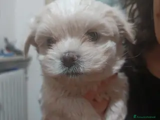 Maltese cani Maltese cucciolo genitori con pedigree ENCI - Annuncio 9