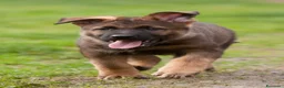 Pastore Tedesco cani in vendita: Cucciolo maschio grigio. Pastore tedesco - Annuncio 3