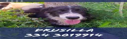 Meticcio cani in regalo: DRUSILLA 🩷 È ANCORA QUI. MA PERCHÉ? 🙏🏻 a Provincia di Macerata - Annuncio 1