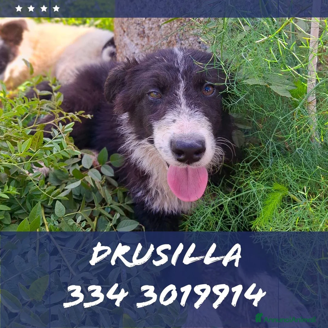 Meticcio cani in regalo: DRUSILLA 🩷 È ANCORA QUI. MA PERCHÉ? 🙏🏻 a Provincia di Macerata - Annuncio 1
