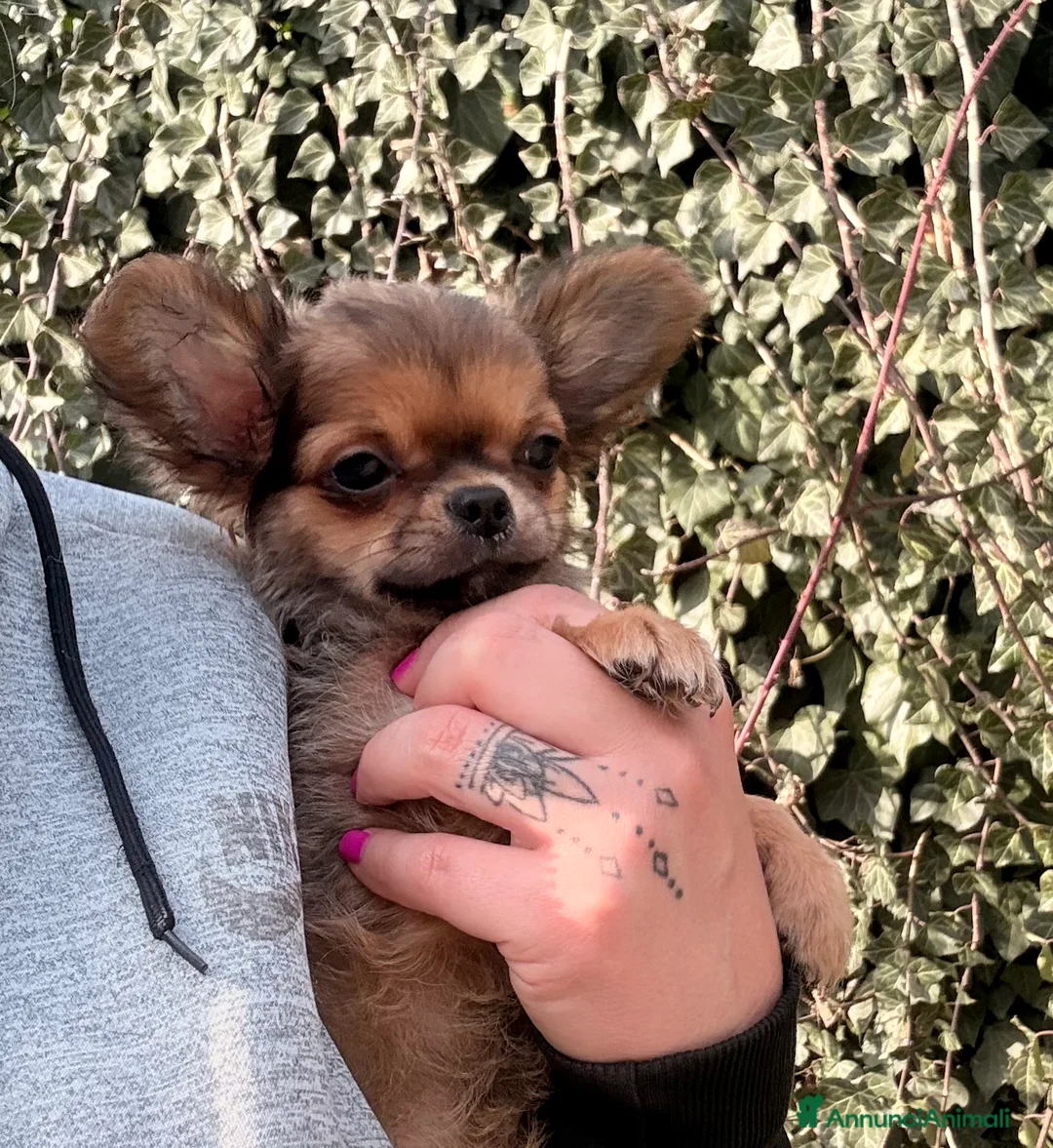 Chihuahua cani in vendita: Cucciolo di chihuahua  - Annuncio 3
