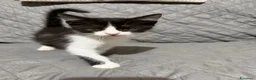 Meticcio gatti in regalo: Felicia, 4 mesi di dolcezza  - Annuncio 15