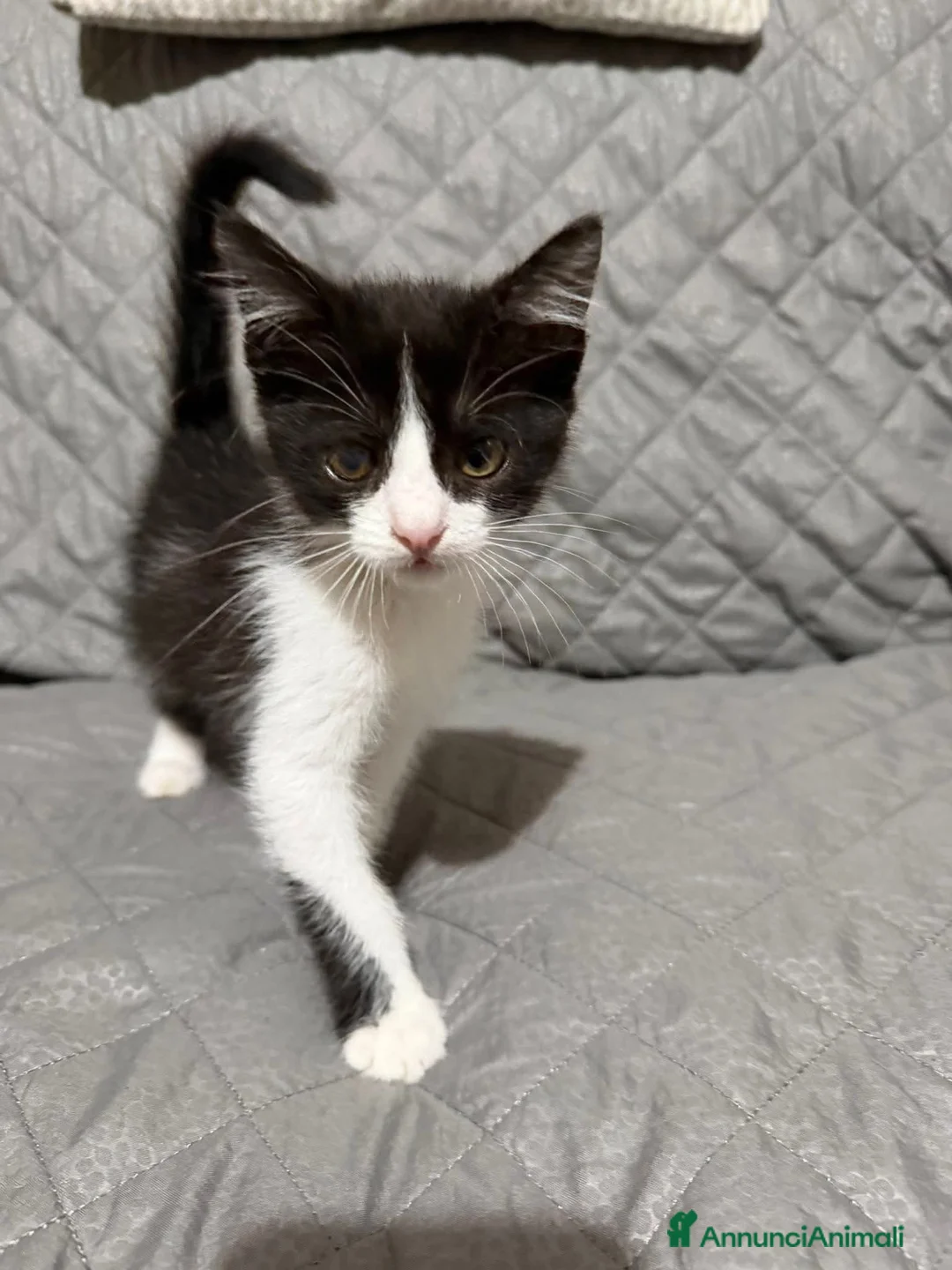 Meticcio gatti in regalo: Felicia, 4 mesi di dolcezza  - Annuncio 15