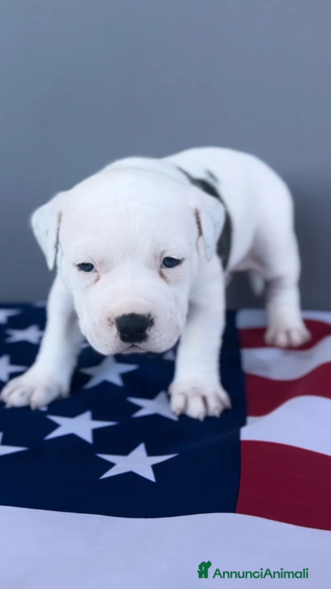 American Staffordshire cani in vendita: Amstaff cuccioli blu - Annuncio 5