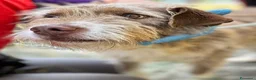 Meticcio cani in regalo: Spank 17 kg 5 anni belli e socievole - Annuncio 2