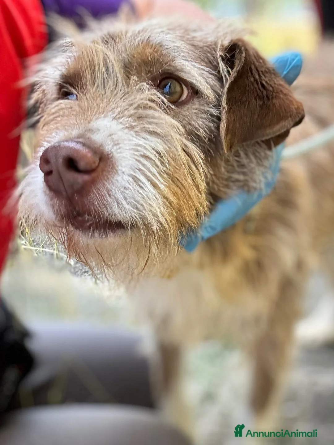 Meticcio cani in regalo: Spank 17 kg 5 anni belli e socievole - Annuncio 2