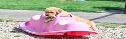 Golden Retriever cani in vendita: Allevamento professionale  cucciolata inglese - Annuncio 30