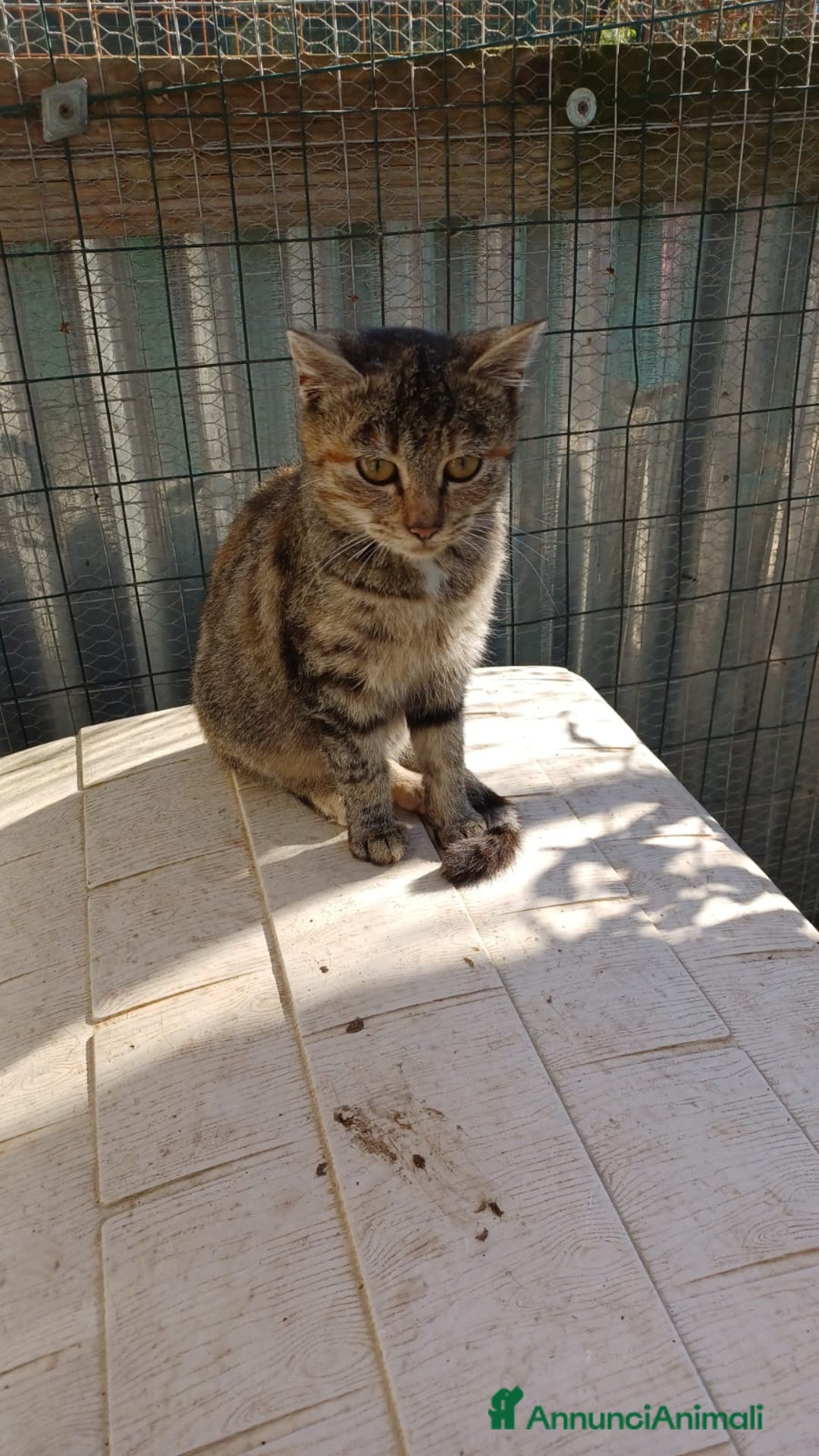 Meticcio gatti in regalo: LA DOLCE TIGRA - Annuncio 4