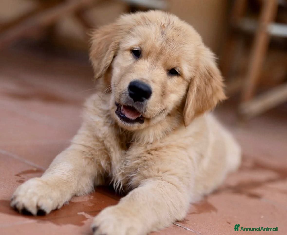 Golden Retriever cani Allevamento sleepingbeauty golden - Annuncio 4