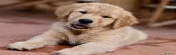 Golden Retriever cani in vendita: Allevamento sleepingbeauty golden - Annuncio 5