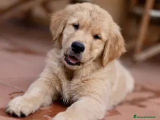 Golden Retriever cani Allevamento sleepingbeauty golden - Annuncio 4