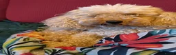 Barbone cani in vendita: barboncina - Annuncio 3