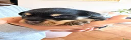 Meticcio cani in vendita: Cuccioli Pincher chihuahua  - Annuncio 3