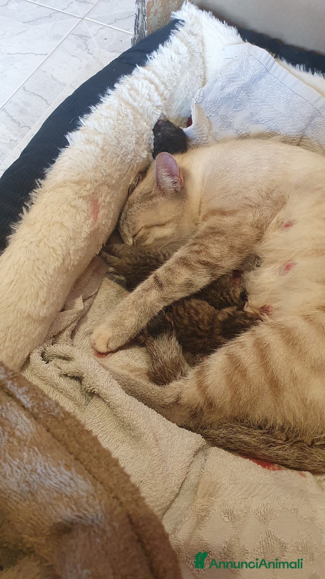 Meticcio gatti in regalo: Gattini di 2 mesi brescia a Provincia di Brescia - Immagine 6