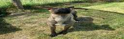 Pastore Belga cani in regalo: MALI', dolce pastore malinois - Annuncio 11