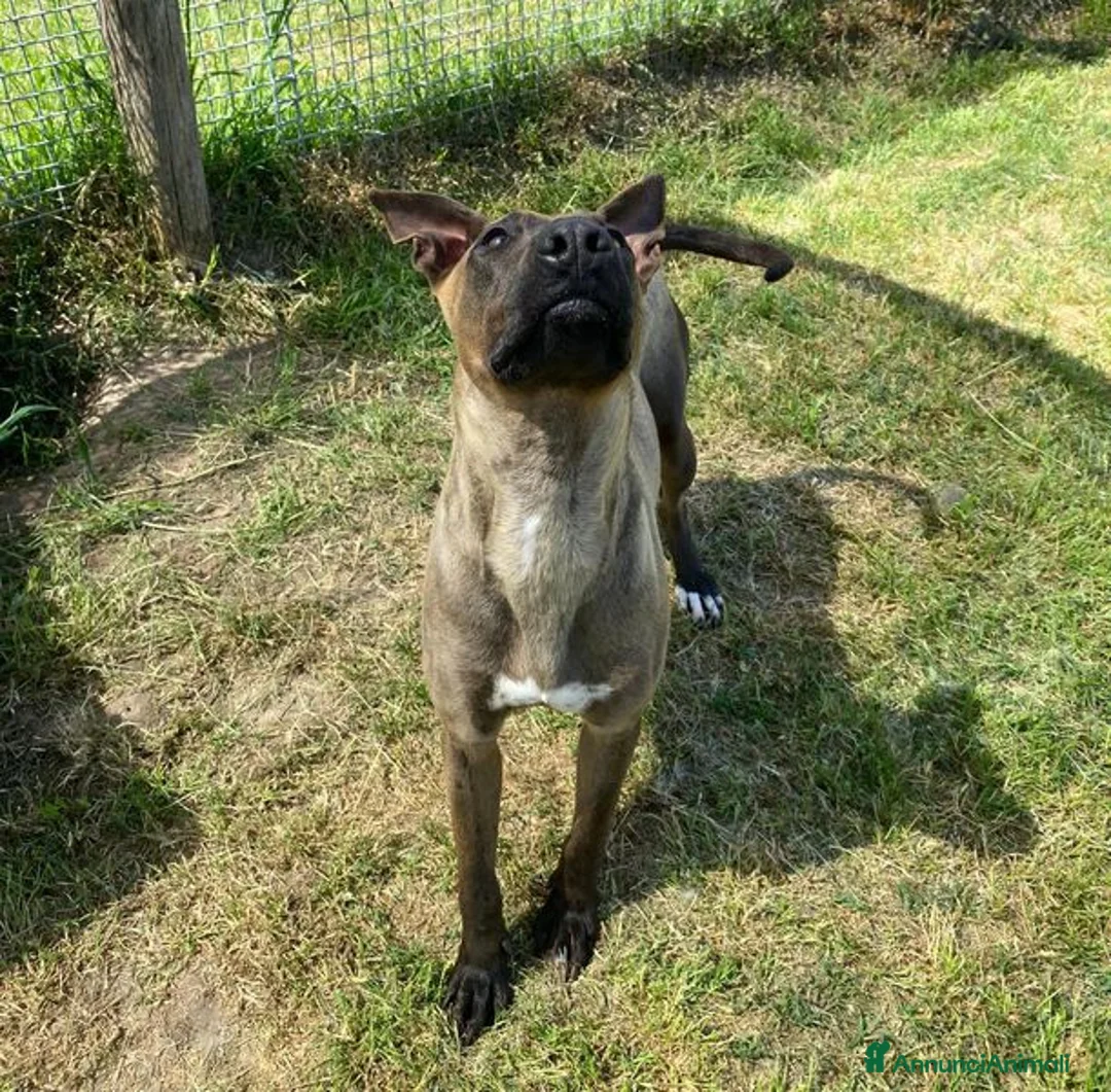 Pastore Belga cani in regalo: MALI', dolce pastore malinois - Annuncio 11