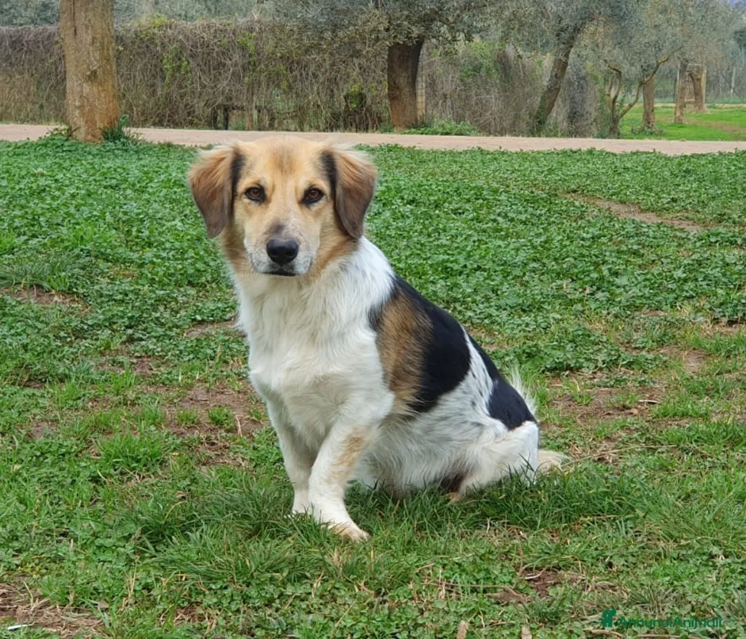 Meticcio cani in regalo: RAOUL la bonta a quattro zampette a Pomezia - Annuncio 10
