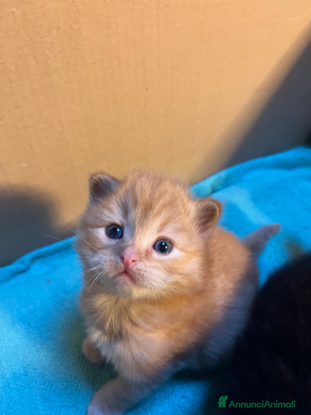 Siberiano gatti in vendita: Gattini siberiani  - Annuncio 2