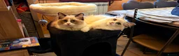 Ragdoll gatti in vendita: Cucciolo ma Seal bicolor  - Annuncio 3