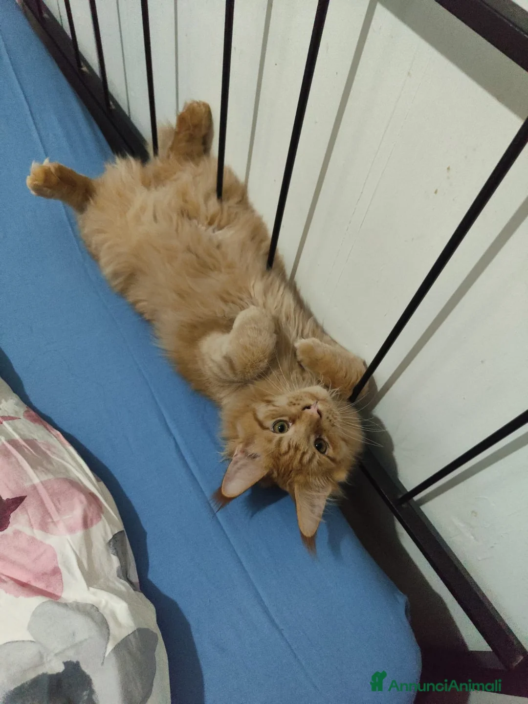 Maine Coon gatti in vendita: Ultimi 4 cuccioli Maine Coon - Annuncio 1