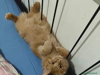 Maine Coon gatti Ultimi 4 cuccioli Maine Coon - Annuncio 10