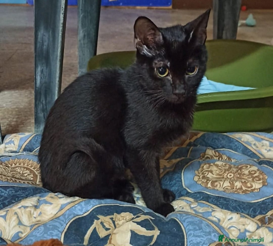 Meticcio gatti GATTI AMOREVOLI - Annuncio 3