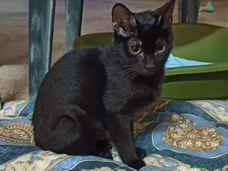 Meticcio gatti GATTI AMOREVOLI - Annuncio 3