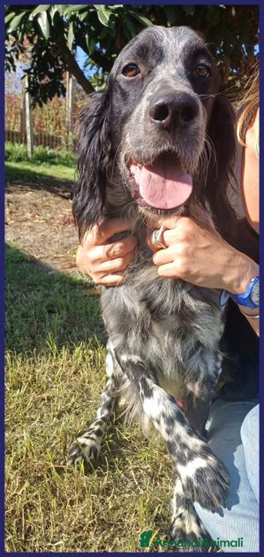 Setter Inglese cani in regalo: ZANZIBAR giovane setterino - Annuncio 2