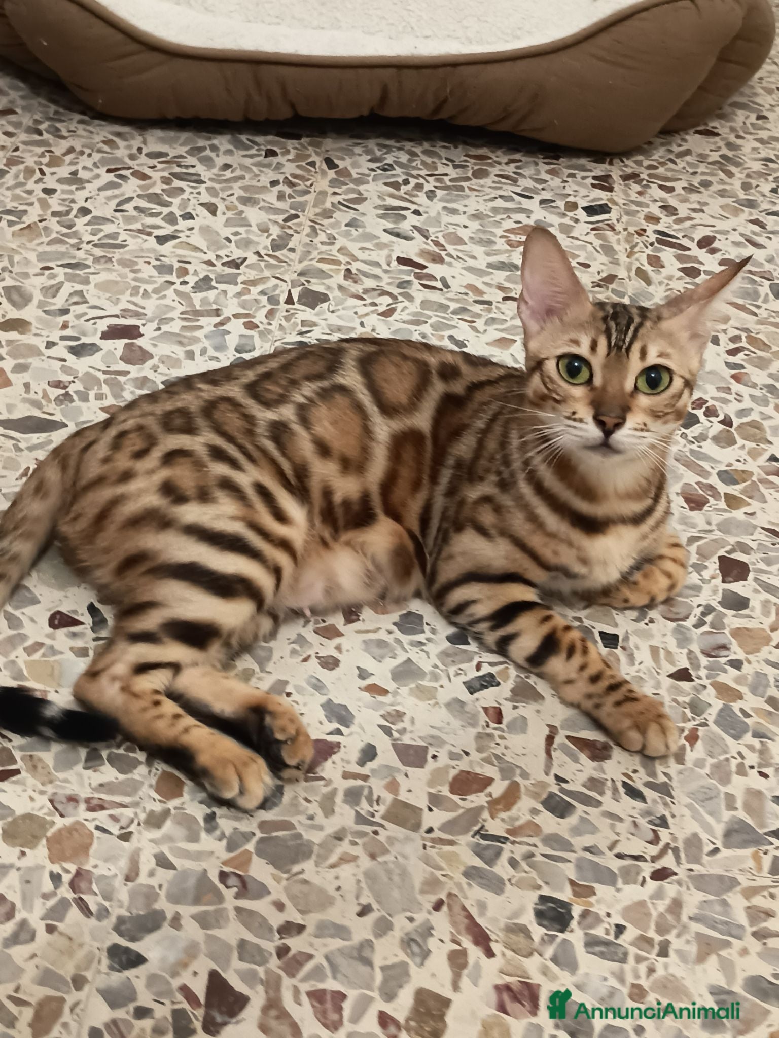 Bengala gatti bengalesi  - Annuncio 16