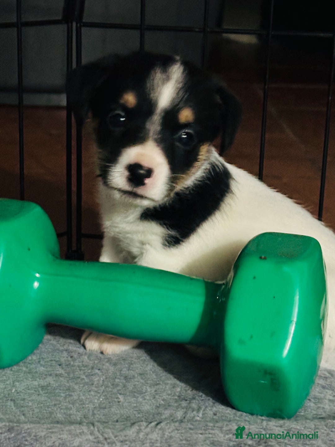 Jack Russell cani in vendita: Jack Russell pelo broken/ruvido a Calenzano - Immagine 30