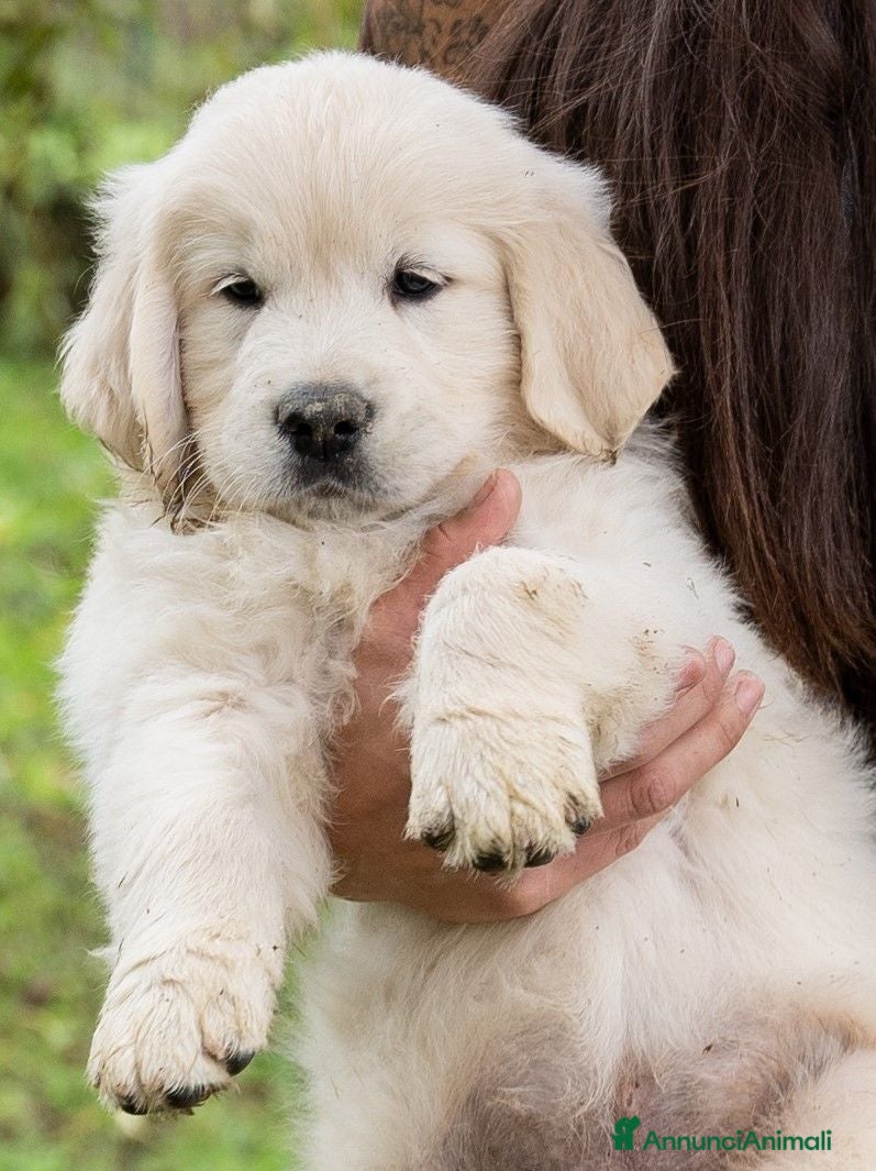 Golden Retriever cani cuccioli golden retriever - Annuncio 24