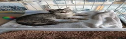 Meticcio gatti in regalo: Tre maschietti cercano casa - Annuncio 2