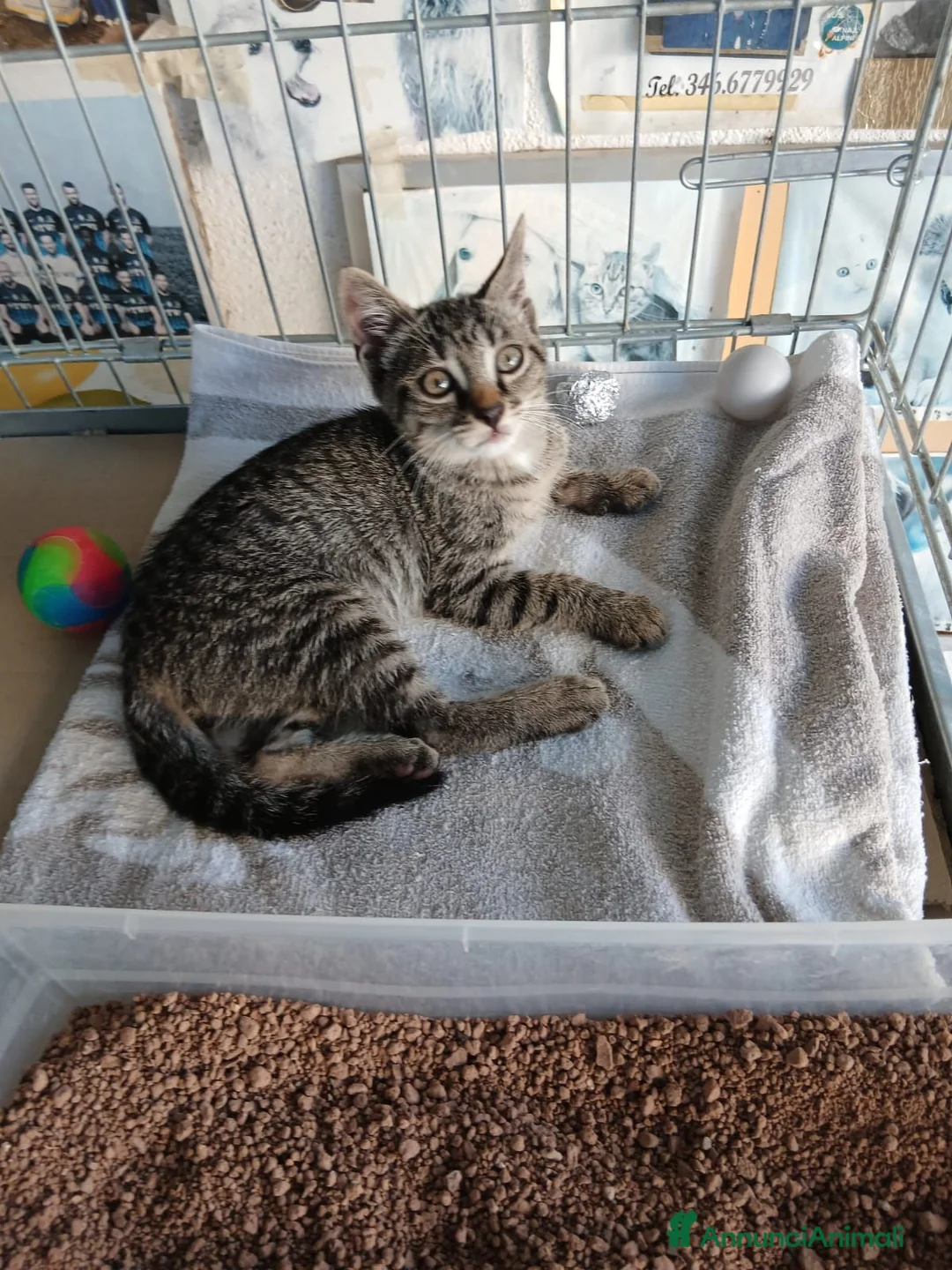 Meticcio gatti in regalo: Tre maschietti cercano casa - Annuncio 2