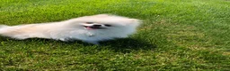 Volpino Pomerania cani per accoppiamento: Pomerania nano con pedigree disp.x monte/accopp. - Annuncio 3