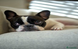 Bulldog Francese cani in vendita: Cucciolo Bulldog Francese da Allevamento Italiano  - Immagine 11