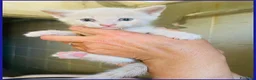 Meticcio gatti in regalo: SCATMAN DOLCISSIMO MICINO SOGNA UNA MAMMA TUTTA SU - Annuncio 7