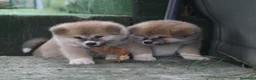 Akita Inu cani in vendita: CUCCIOLI DI AKITA DA ALLEVAMENTO ENCI - Annuncio 9
