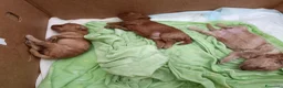 Barboncino Toy cani in vendita: VERI TOY  a Provincia di Lecce - Annuncio 8