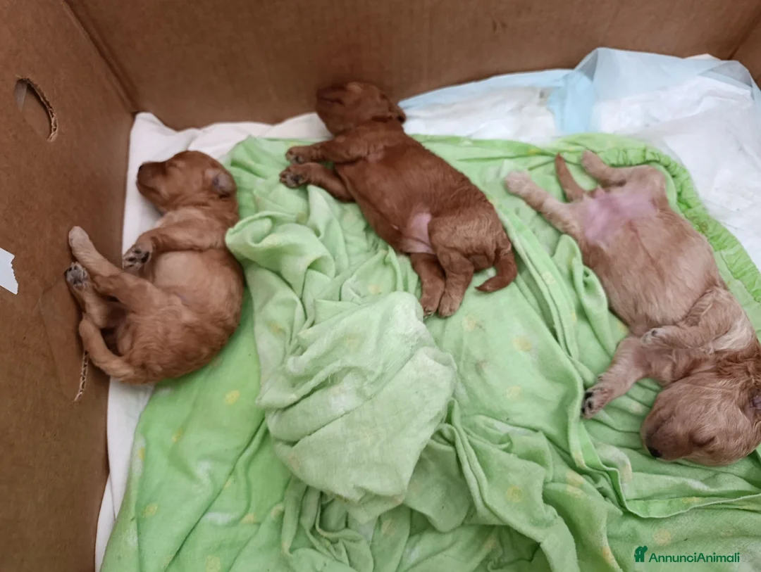 Barboncino Toy cani in vendita: VERI TOY  a Provincia di Lecce - Annuncio 8