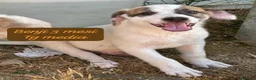 Meticcio cani in regalo: Adotta un cucciolo senza casa  a Provincia di Pistoia - Annuncio 7