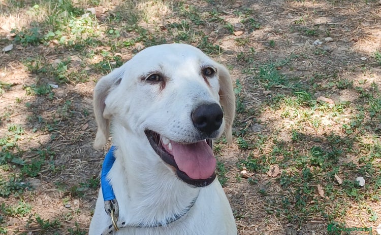 Meticcio cani a Città metropolitana di Roma Capitale - Annuncio 6