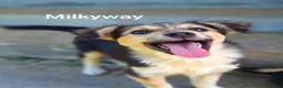 Meticcio cani in regalo: 4 CUCCIOLI coccoloni da morire! TG MEDIO PICCOLA - Annuncio 1