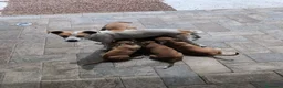 Meticcio cani in vendita: Cuccioli incrocio Amstaff  - Annuncio 2