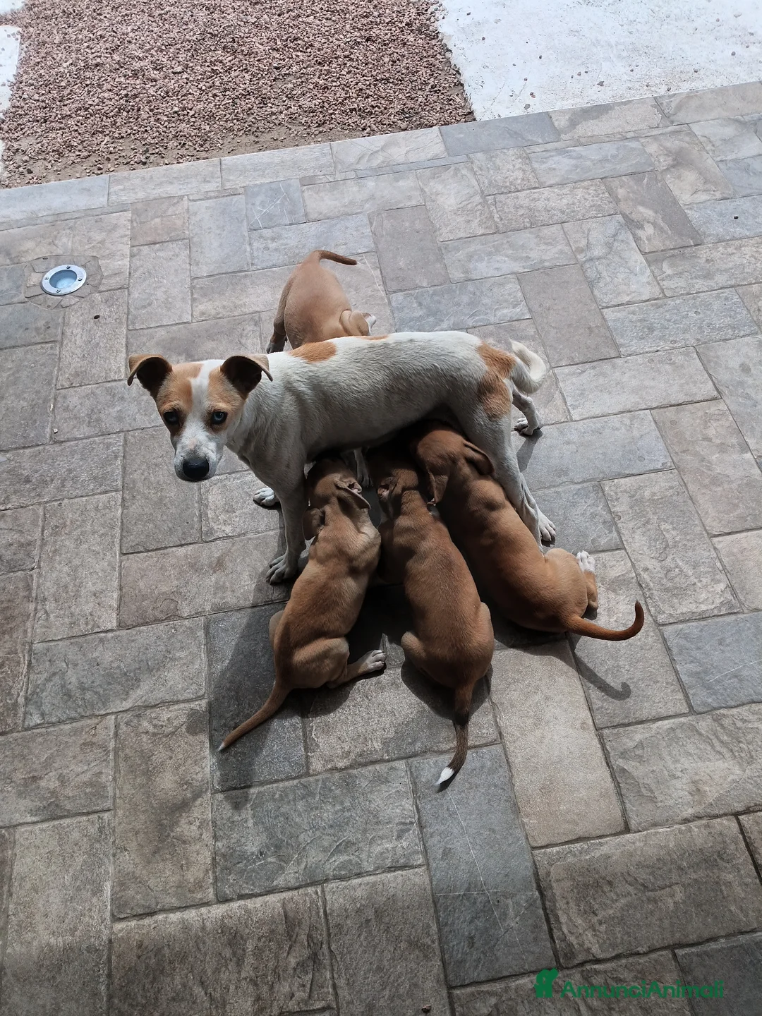 Meticcio cani in vendita: Cuccioli incrocio Amstaff  - Annuncio 2