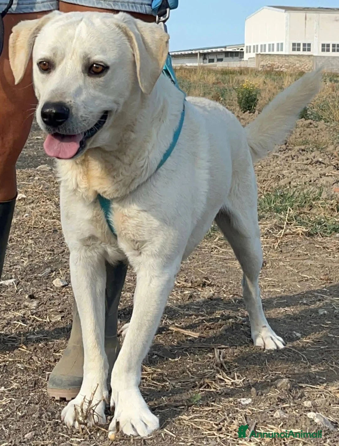 Meticcio cani in regalo: Jerry e Alvin  - Annuncio 6