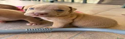 Pitbull cani in vendita: Vendesi cuccioli American Pitbull Terrier  a Città metropolitana di Palermo - Annuncio 15