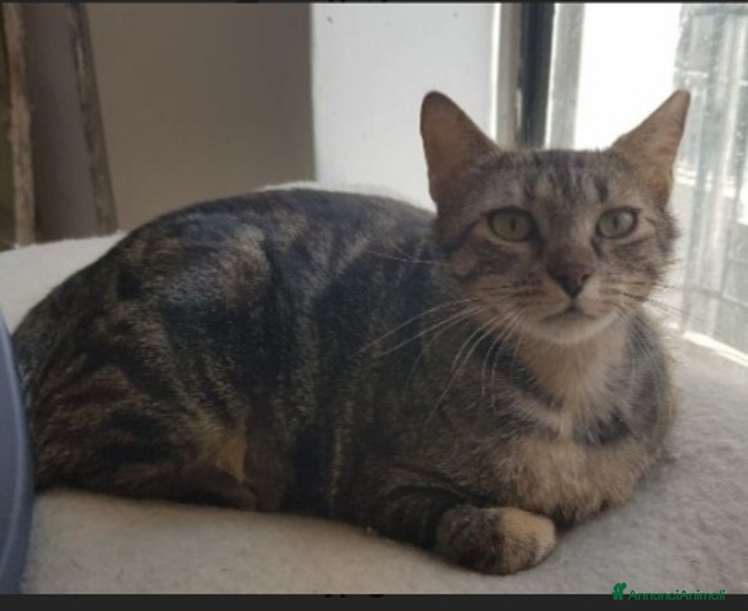 Europeo gatti in regalo: Mici mamma e figlio, giovani,salvati, FELV+.Puglia a Città Metropolitana di Milano - Annuncio 3